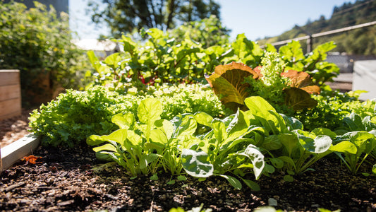 Raised Garden Bed: What Vegetables Are Best to Grow in Late Spring