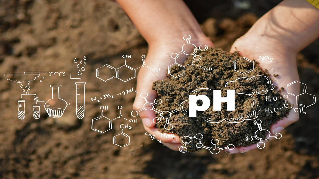 How to Change Soil pH in Raised Garden Beds?