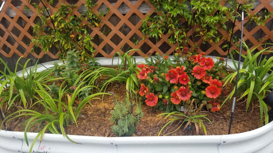 Vibrant raised garden bed with colorful flowers and lush greenery.