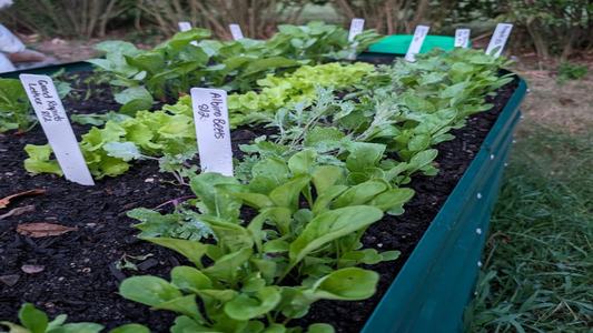 Many green vegetables grow in raised beds