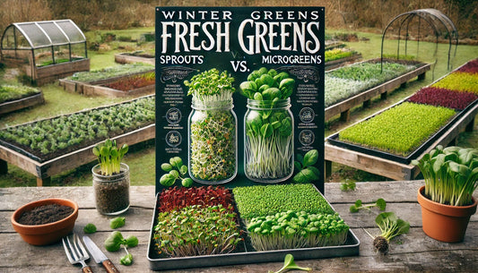 Winter Fresh Greens: Sprouts vs. Microgreens