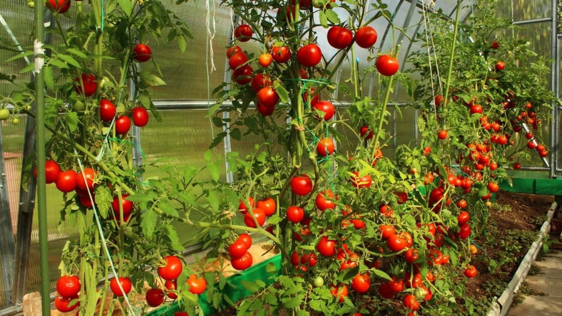 How Many Tomatoes Can You Get From an 8x4x2ft Raised Bed?