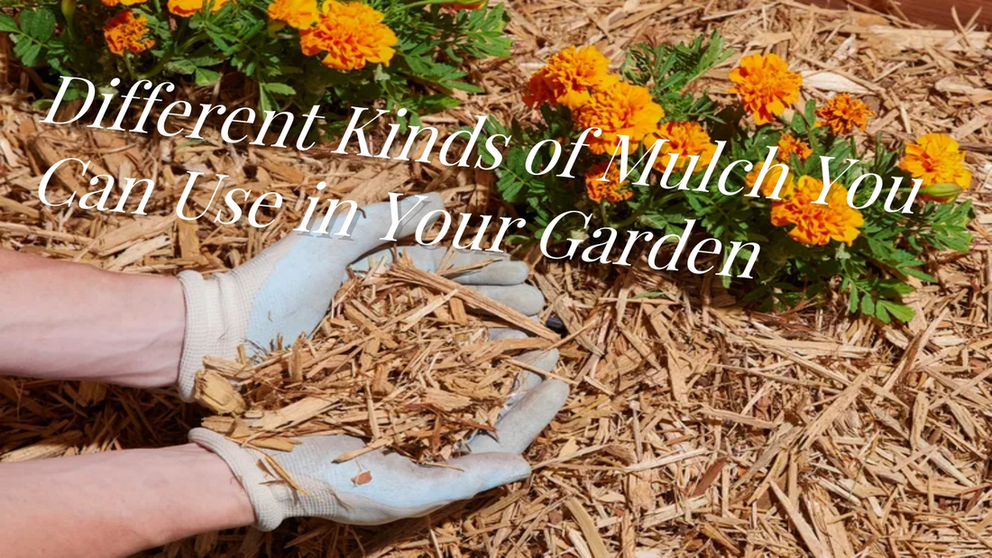 Hands in gloves spread wood mulch around marigold flowers.