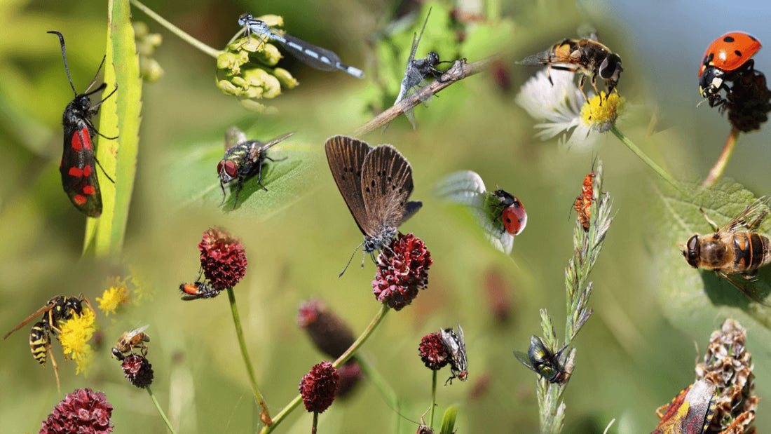 Good Bugs for a Healthy Raised Garden Bed