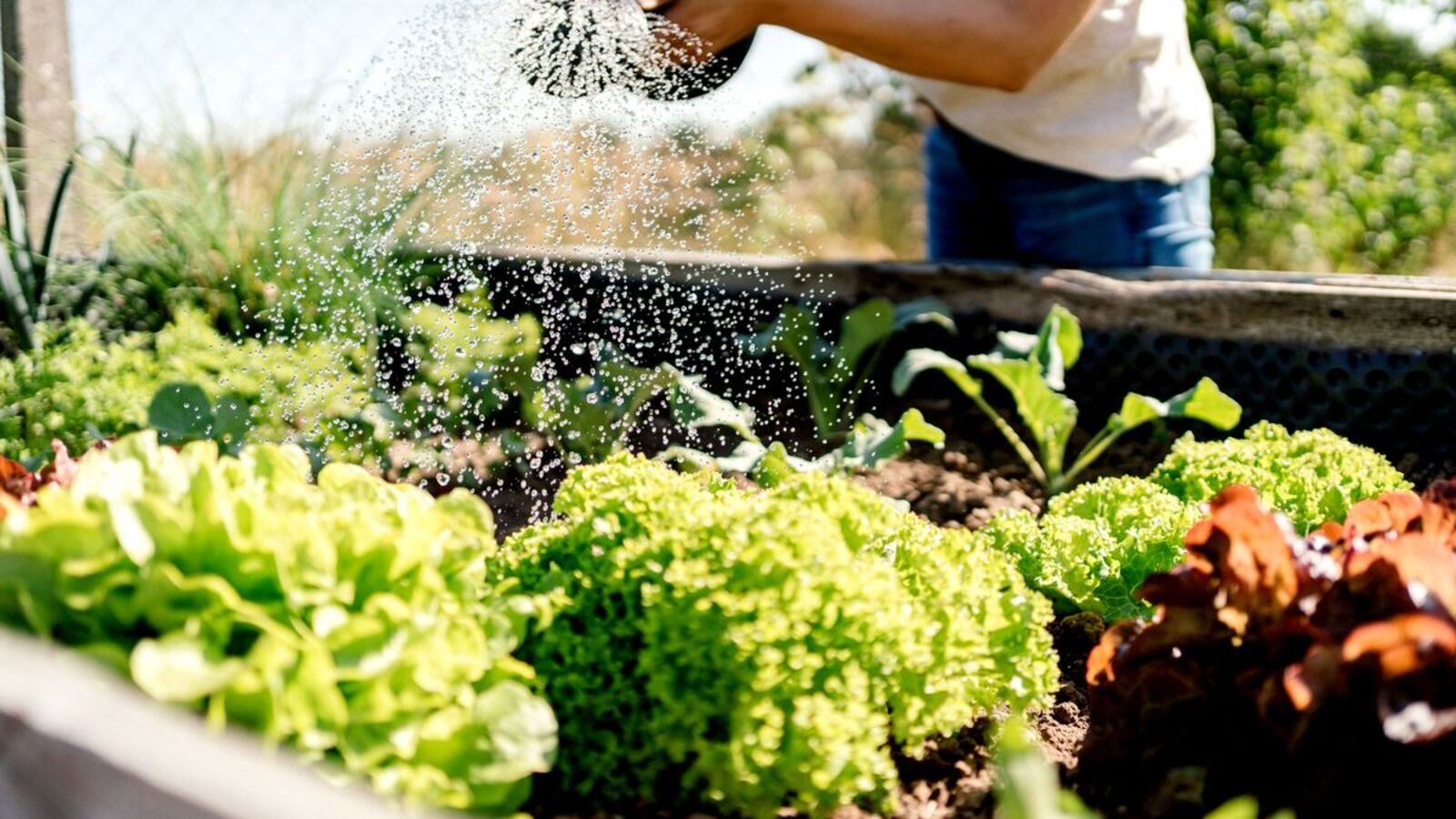 Vegetable Garden Prep | Soil Enrichment & Planting Guide